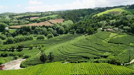 Rising-aerial-of-tea-plantations-of-Cha-Gorreana-at-São-Miguel,-Azores