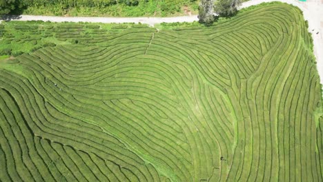 Lush-green-tea-plantation-with-neatly-arranged-terraced-fields,-aerial-view