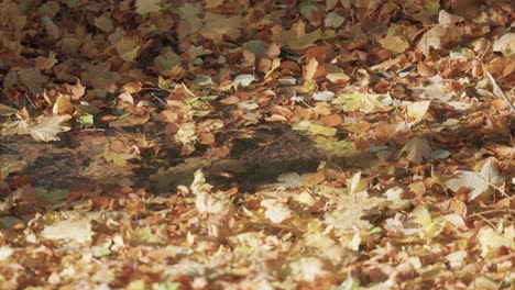 Colorful-autumn-leaves-float-on-the-surface-of-the-water,-while-more-decaying-leaves-cover-the-ground-around