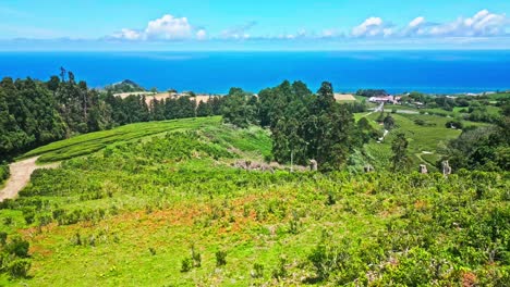 Cha-Gorreana-Tea-Plantation-with-lush-green-fields-and-ocean-view-on-a-sunny-day