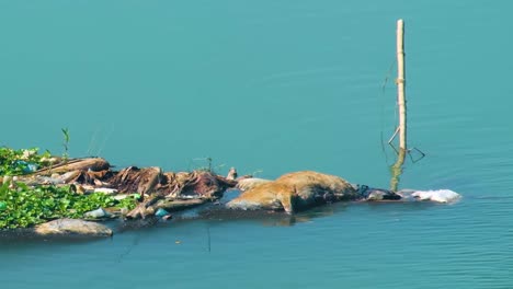 View-of-dead-animal,-may-be-cow-floating-on-river