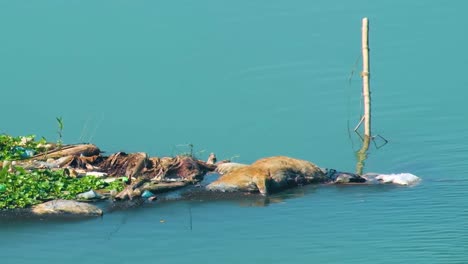 Blick-Auf-Ein-Totes-Tier,-Möglicherweise-Eine-Auf-Dem-Fluss-Treibende-Kuh