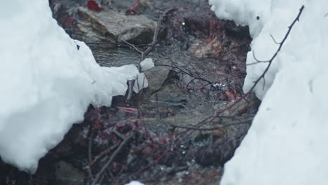 Ein-Schneebedeckter-Bach,-Der-Im-Winter-Durch-Einen-Wald-Fließt-Und-Eine-Heitere-Und-Friedliche-Szene-Schafft