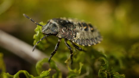 Forest-Shieldbug-In-Bokeh-Nature-Background