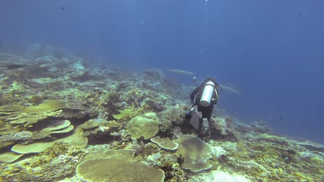 A-scuba-diver-swims-over-a-coral-reef-in-Raja-Ampat,-Indonesia,-exploring-the-underwater-landscape