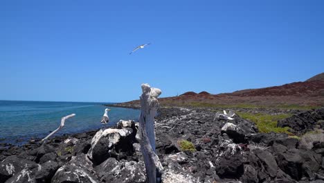 Seagulls-on-a-rocky-shore-by-the-beach-on-a-sunny-day,-desert-landscape