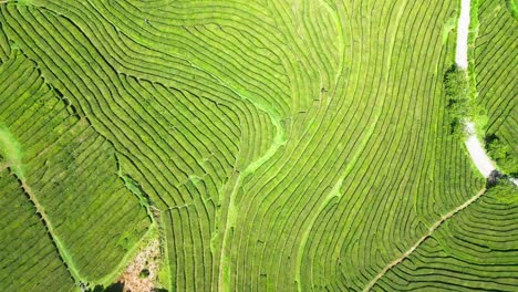 Cha-Gorreana-tea-plantation-aerial-view-with-lush-green-terraces-in-the-Azores,-Portugal