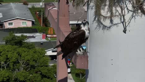 Fischadler-Vogel-Thront-Hoch-über-Einem-Wohngebiet-Auf-Einem-Kreuz