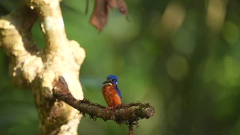 Blue-eared-kingfisher-bird-perching-on-the-tree-in-the-morning