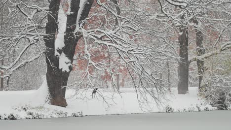 Snowflakes-fall-around-an-old-oak-by-a-small-pond,-covering-the-ground,-pond,-and-nearby-trees