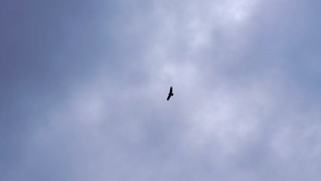 Un-Pájaro-Negro-Que-Se-Eleva-Con-Gracia-En-El-Cielo,-Capturando-La-Esencia-De-La-Libertad-Y-La-Belleza-De-La-Naturaleza