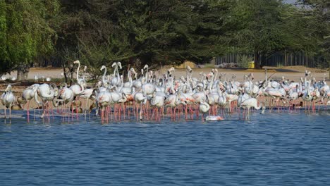 Während-Der-Brutzeit-Versammeln-Sich-Flamingos-Zu-Großen-Nistkolonien