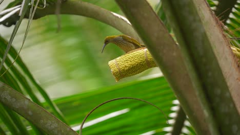 little-spiderhunter-bird-or-arachnothera-longistra-on-a-coconut-tree