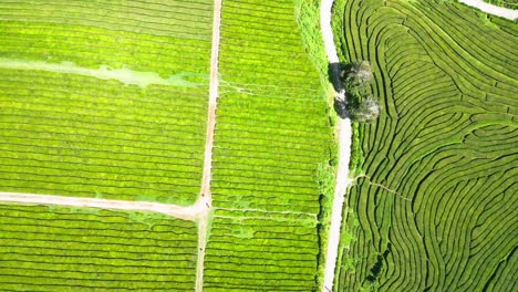 Lush-green-tea-plantations-in-cha-gorreana,-azores,-portugal,-aerial-view