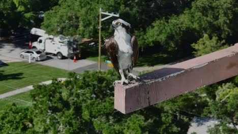 Osprey,-perched-up-high-above-a-neighborhood,-looking-at-the-camera