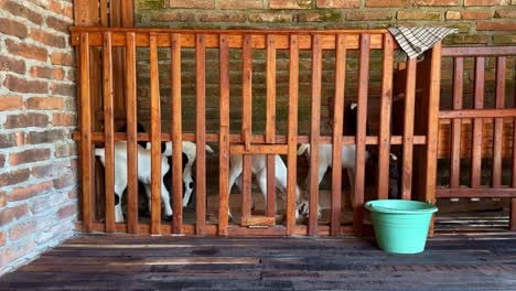 The-little-goats-are-black-and-white