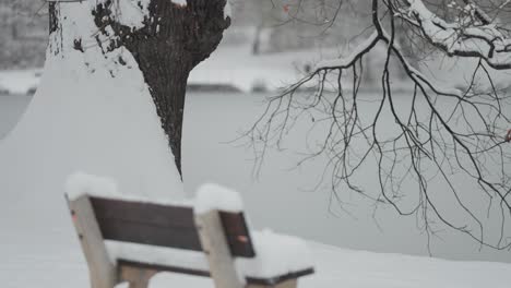 A-snowy-scene-with-an-old-oak-by-a-pond,-where-snow-covers-the-ground,-pond,-the-beach,-and-surrounding-trees