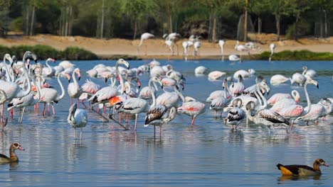 Exotic,-tropical-fauna,-wetland-wildlife,-shallow-water,-bird-wingspan