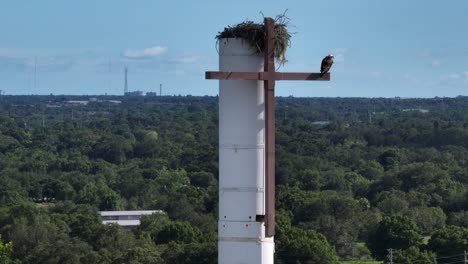 Video-with-a-drone-circling-an-Osprey-perched-on-a-cross-high-up-on-a-cell-tower-with-a-nest-on-top