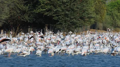 Fauna,-Orilla-Del-Río,-Vegetación-Exuberante,-Hábitat-De-Los-Emiratos-árabes-Unidos