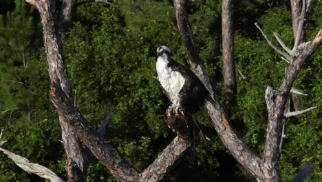 Circling-drone-video-of-an-Osprey-perched-in-a-dead-tree