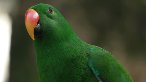 Male-Moluccan-eclectus-parrot-bird-native-to-the-Maluku-Islands-in-a-wild--face-extreme-close-up