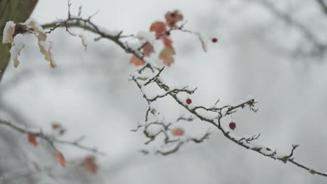 Light-first-snow-blankets-the-leafless-branches-of-a-rowan-tree,-highlighting-its-red-berries-in-a-close-up-parallax-shot