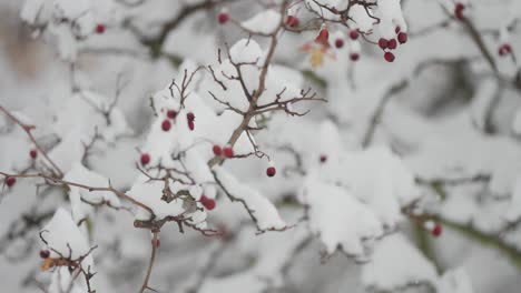 Eine-Nahaufnahme-Des-Ersten-Schnees,-Der-Auf-Die-Mit-Verwelkten-Herbstblättern-Und-Roten-Beeren-Geschmückten-Zweige-Einer-Eberesche-Fällt