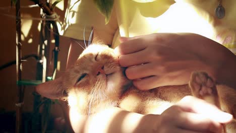 Pet-ginger-cat-cradled-like-a-baby-and-getting-a-soothing-affectionate-cuddles-under-the-warmth-of-the-summer-afternoon