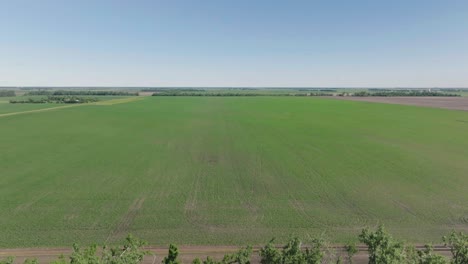 Drone-shot-revealing-corn-field-during-afternoon-the-month-of-June