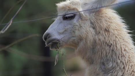 White-Llama-Eating-in-Argentina,-Tucuman