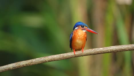 Adorable-Primer-Plano-Del-Pájaro-Martín-Pescador-De-Orejas-Azules-Posado-En-La-Rama-Del-árbol