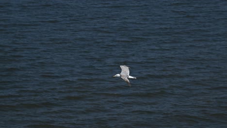 Down-view-of-a-seagull-flying-over-a-deep-dark-North-Sea-water
