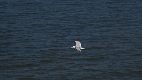 Blick-Von-Unten-Auf-Eine-Möwe,-Die-über-Einem-Tiefen,-Dunklen-Wasser-Der-Nordsee-Fliegt