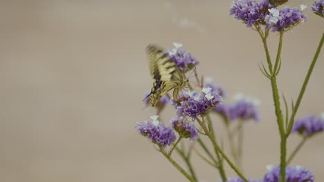 A-graceful-butterfly-in-flight-above-a-vibrant-flower,-showcasing-the-elegance-and-harmony-of-nature's-dance-in-this-captivating-scene