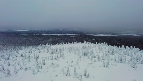 Aerial-view-over-snowy-fell-trees-and-arctic-wild,-gloomy-day-in-Luosto,-Lapland