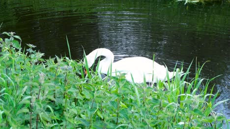 Close-up-of-swan-in-river-margins-eating-weeds-and-plants-from-water-at-bird-nature-reserve-on-the-Somerset-Levels