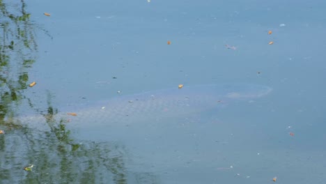 A-big-grass-carp-fish-relaxing-just-under-the-surface-of-water-of-fishing-lake