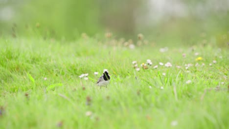 White-wagtail-bird-in-lush-green-grass-with-blooming-daisies
