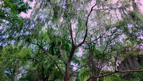 A-view-of-the-treetops-in-a-forest-in-Crimea,-showcasing-the-lush-foliage-and-branches-reaching-up-to-the-sky