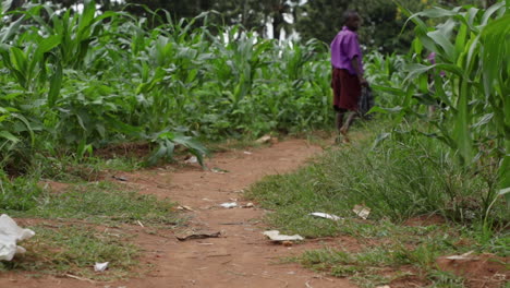 Joven-Estudiante-Caminando-A-La-Escuela-A-Través-De-Un-Campo-De-Maíz-En-Uganda