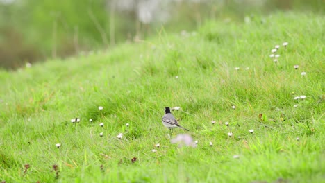 White-wagtail-walking-briskly-in-green-grass-with-blooming-daisies