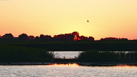 Birds-on-mud-between-reeds-as-sun-sets-with-orange-pink-afterglow-at-dusk