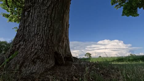 Zeitraffer-Eines-Ahornstamms-Mit-Cumulus-Wolken-Im-Hintergrund,-Niedriger-Blickwinkel