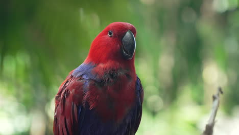 Moluccan-Eclectus-Female-Parrot-Bird-Close-up-In-the-Rainforest-of-Maluku-Islands,-Indonesia