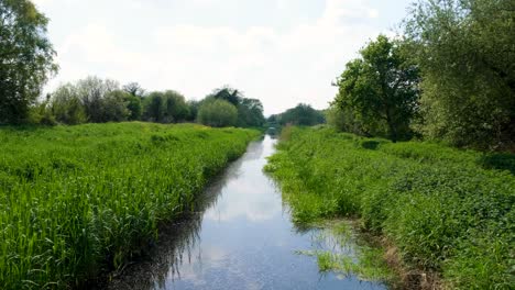 Scenic-view-overlooking-drainage-river-lined-with-reeds-and-green-plants-with-seeds-floating-through-air-in-rural-countryside-of-Somerset-Levels