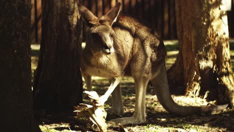Kangaroo-eating-some-food-at-the-Australia-Zoo