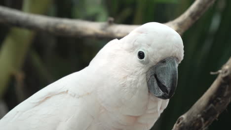 Salmon-crested-Cockatoo-or-Moluccan-Cockatoo-Face-Close-up-Perched-on-Branch-at-Bali-Safari-and-Marine-Park-in-Siangan,-Indonesia