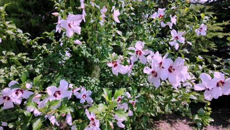 A-close-up-shot-of-white-hibiscus-flowers-in-full-bloom-against-a-backdrop-of-lush-green-foliage,-captured-during-a-summer-day-in-Crimea