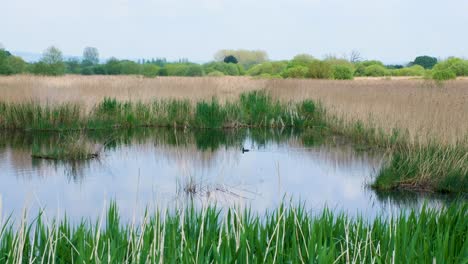 Coot-water-bird-swimming-on-lake-surrounded-by-reeds-in-marshland-peat-environment-on-the-Somerset-Levels